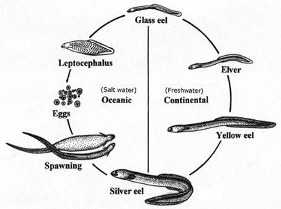 eel life cycle